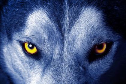 A The Soul Of The Wolf 1578368